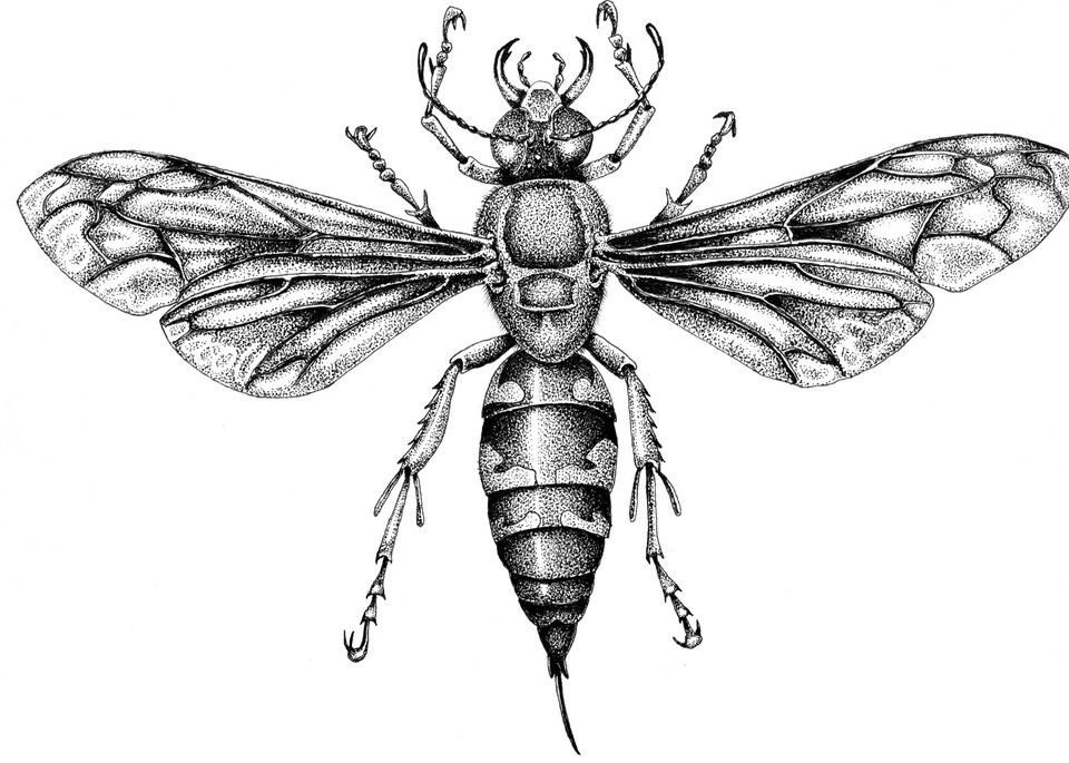 Cicada Killer Art | Greg Lewallen