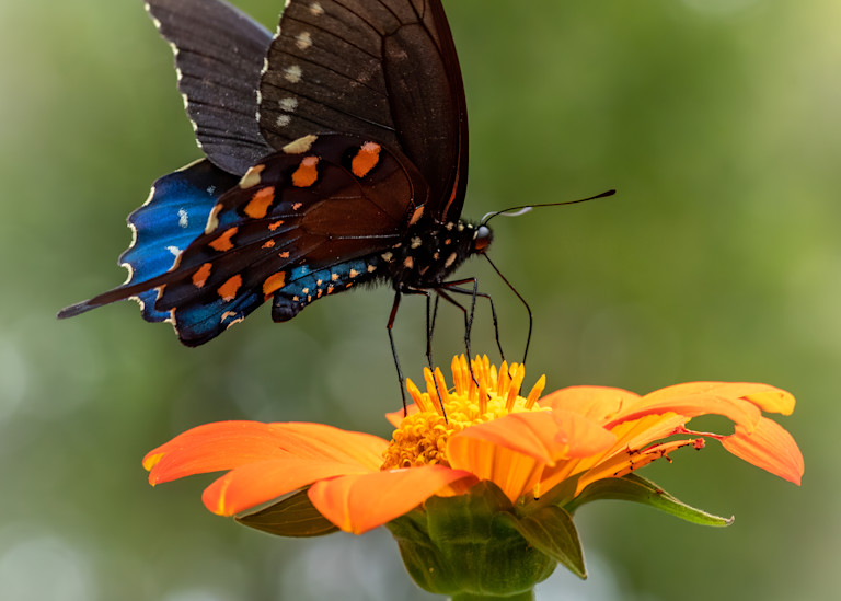 Spicebush Swalowtail Butterfly