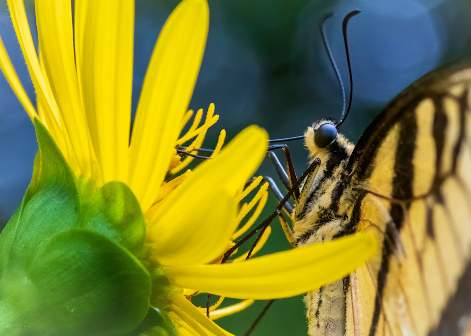 Tiger Swallowtail Gatheing Nectar - Side View Macro