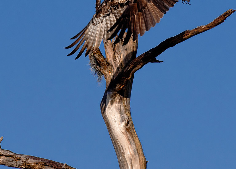 Osprey taking flight - Wildlife fine-art photography prints
