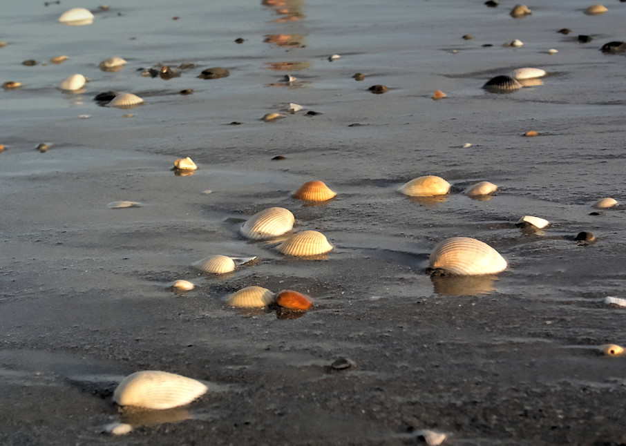 Seashells by the Seashore | Lion's Gate Photography