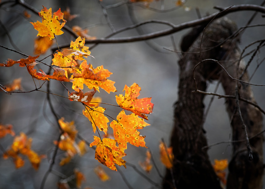 Fall Leaves On The Creek  Photography Art | Images of the Ozarks, Photography by Steve Snyder