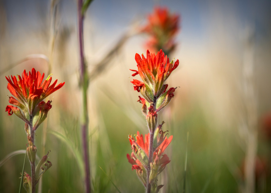 Indian Paintbrush On The Prairie Photography Art | Images of the Ozarks, Photography by Steve Snyder