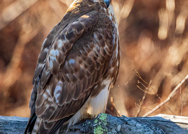 Juvenile Red Tailed Hawk 2 Photography Art | Charles Schmidt Photography, LLC