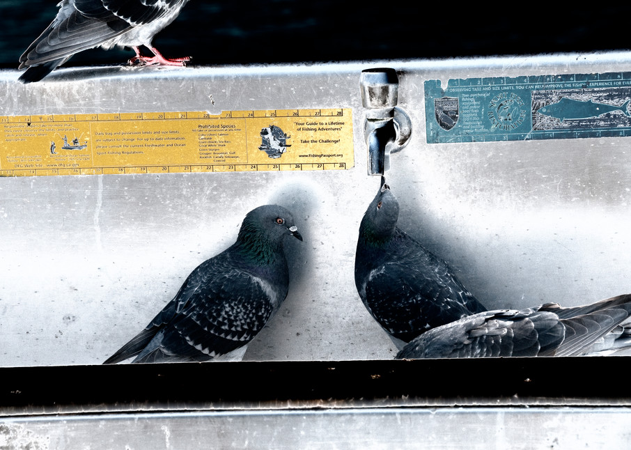 Pigeon Patiently Waiting For A Drink Photography Art | Pacific Coast Photo