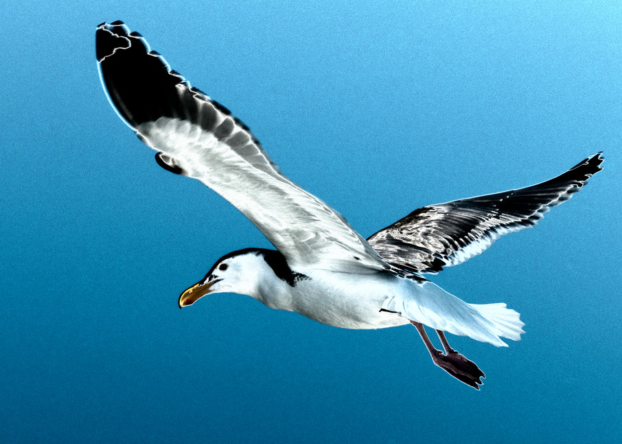 Soaring Seagull Photography Art | Pacific Coast Photo