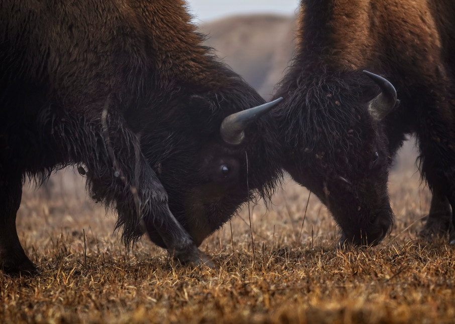Oklahoma Bison 5 Photography Art | Images of the Ozarks, Photography by Steve Snyder