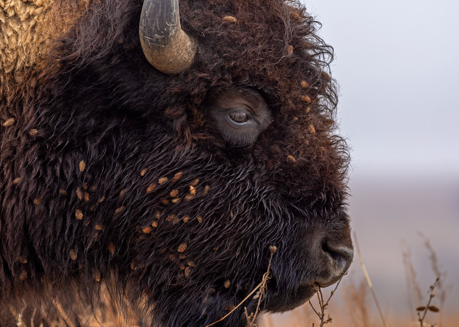  Morning Bison Photography Art | Images of the Ozarks, Photography by Steve Snyder