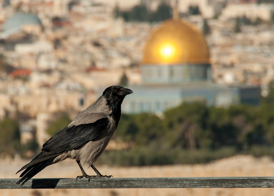 Dome Of The Rock And Bird Photography Art | Terry Blackburn Fine Art