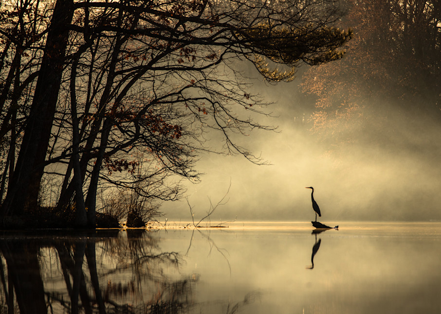 Mist And Heron Photography Art | Silver Sun Photography