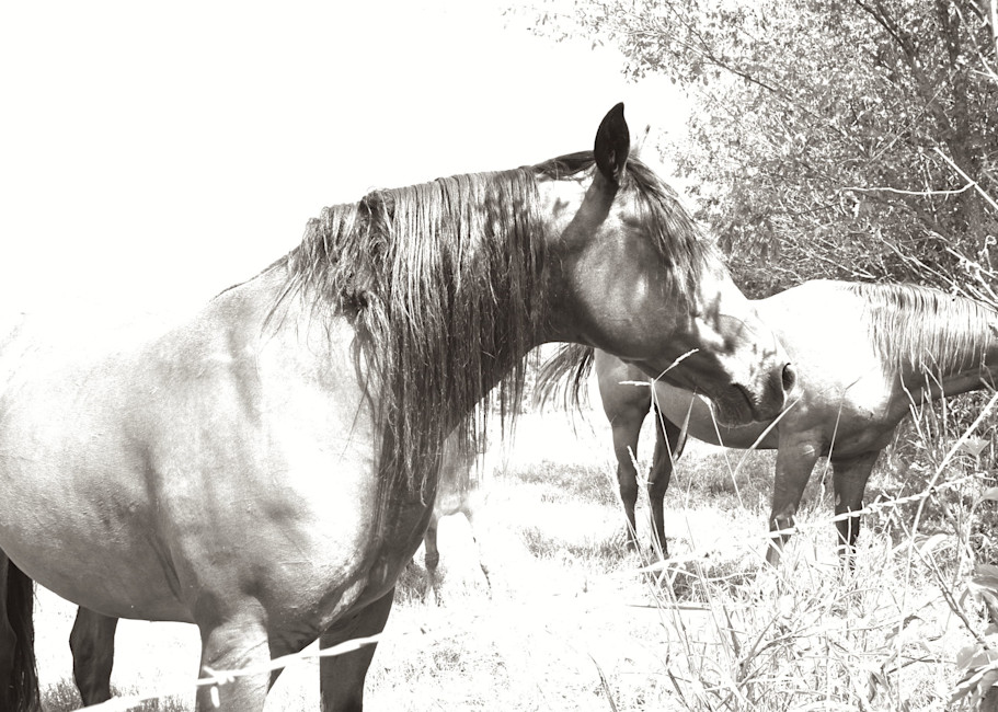 Peaceful Horse In Pasture Photography Art | Kilpatrick Studios