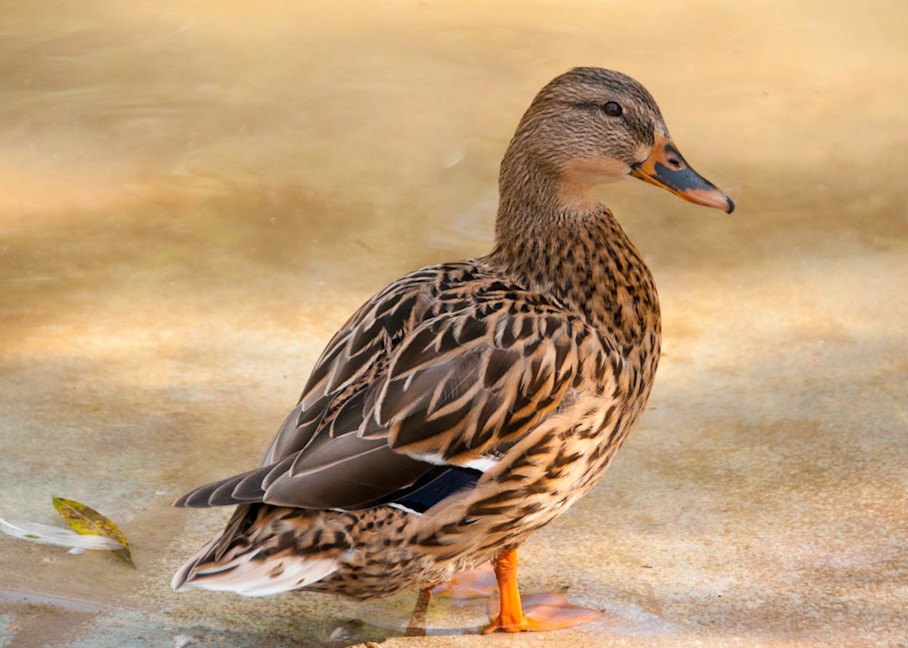 Common Duck Photography Art | Barbara Masek Photography