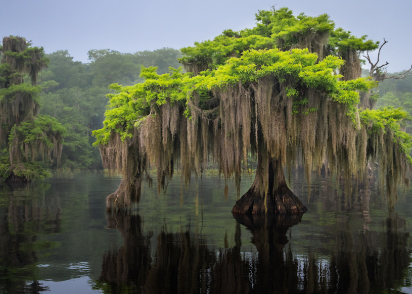 Blue Cypress Lake 1 Photography Art | Harry Lerner Photography