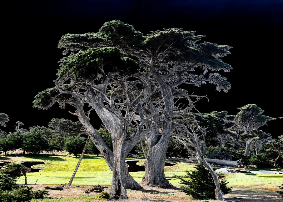 Cypress Trees At Seal Rock Photography Art | Pacific Coast Photo