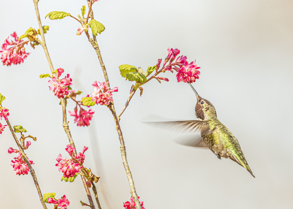 Anna S Hummingbird Art | lisaabbott.art