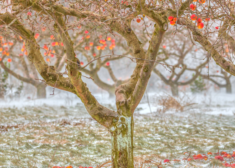 Apple Orchard In The Snow Art | lisaabbott.art
