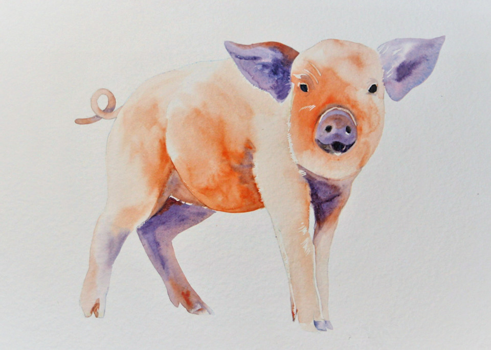 Watercolor painting of a pig