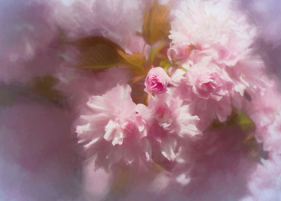 Cherry Blossom Cloud