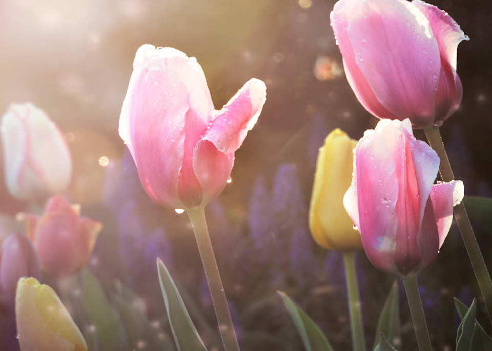 Fairy Garden Tulips