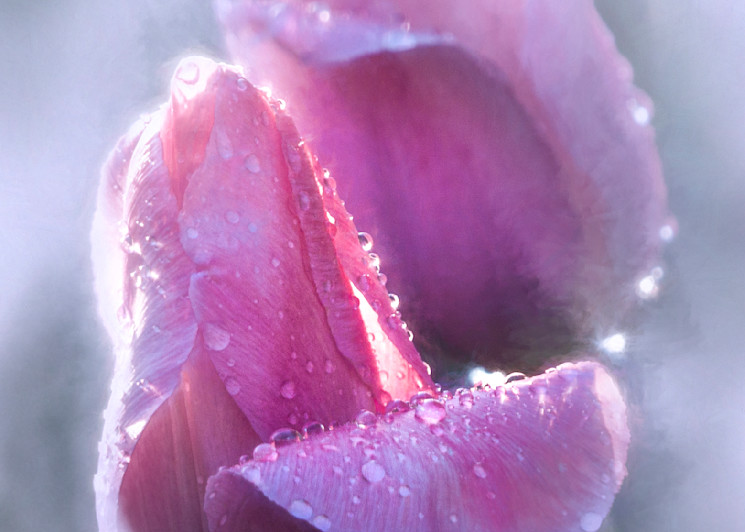 Misty Tulips Drenched with Rain