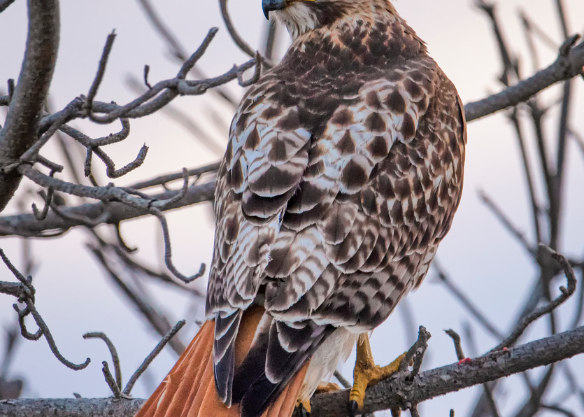 Red Tail Hawk Looking Back Art | Michael Blanchard Inspirational Photography - Crossroads Gallery