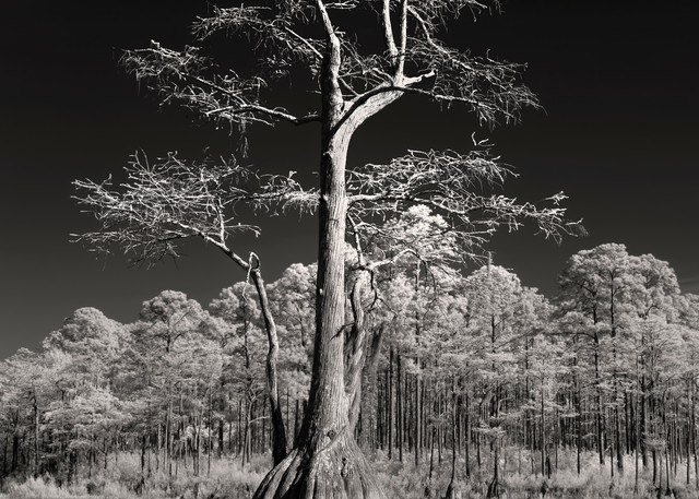 Stature   Bald Cypress Of The Apalachicola National Forest, Trout Pond Infrared  Photography Art | Distant Light Studio