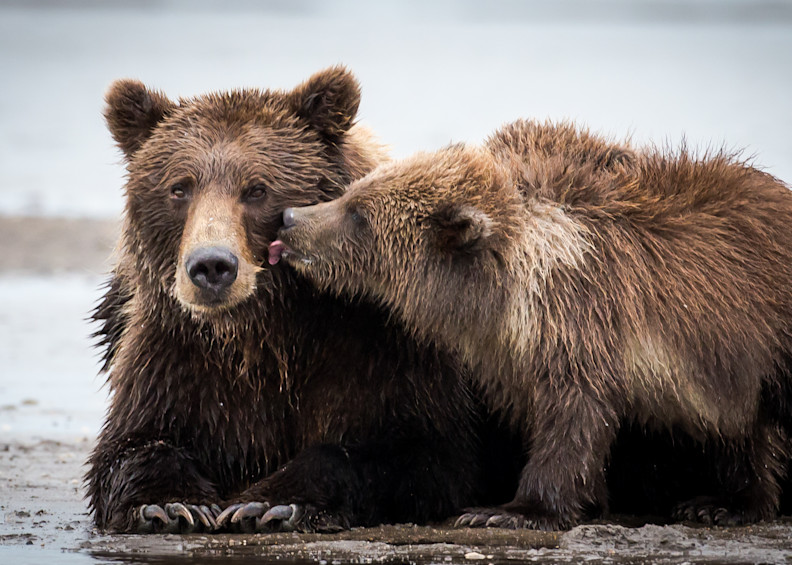 Brown Bear and Cubs Alaska