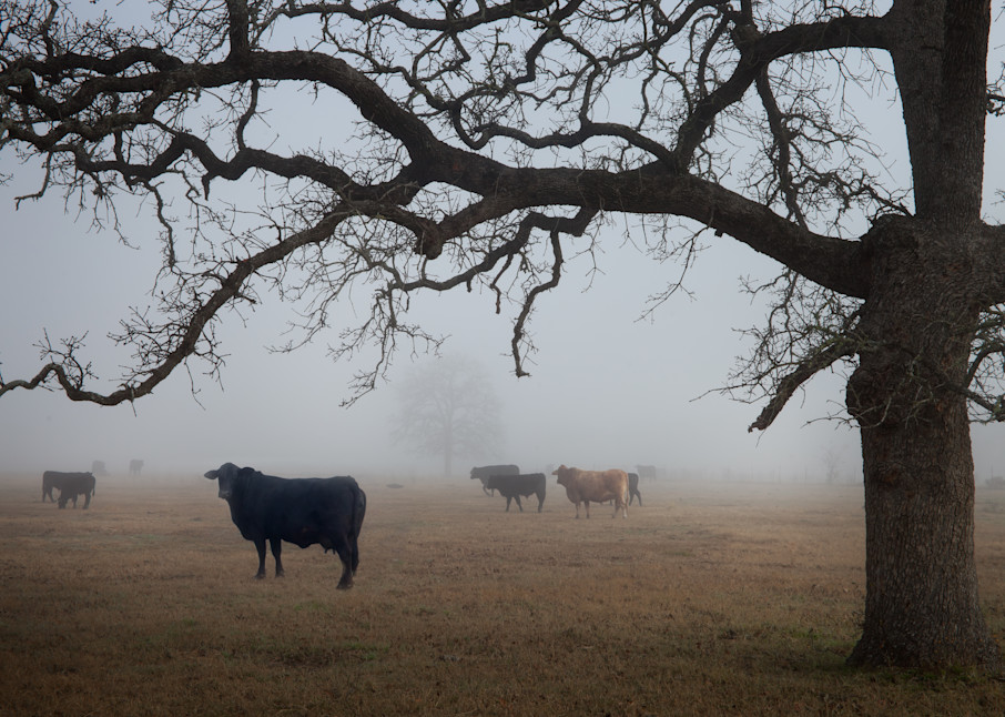 Neighbors, Near Snook, Texas Photography Art | Rick Gardner Photography