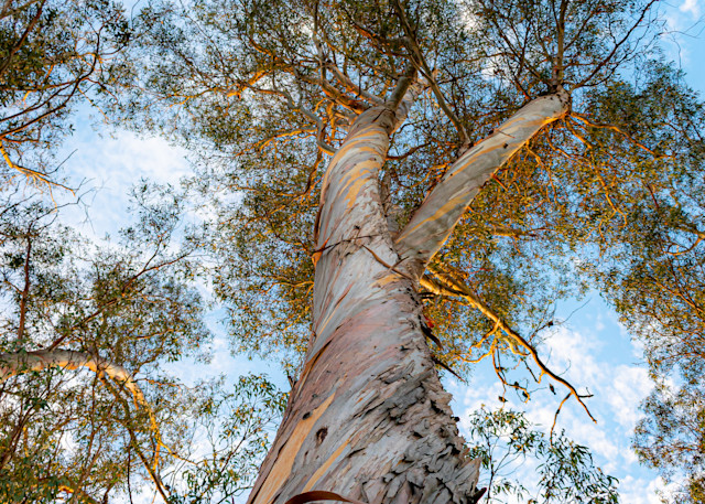Twisted Eucalyptus Photography Art | JQuevedo Photography