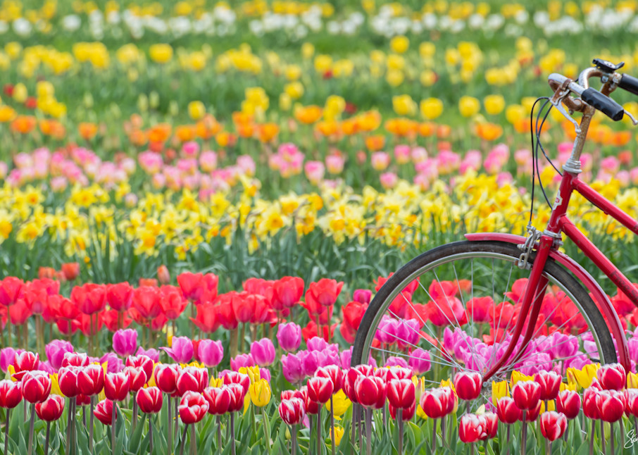 red bike in tulip field