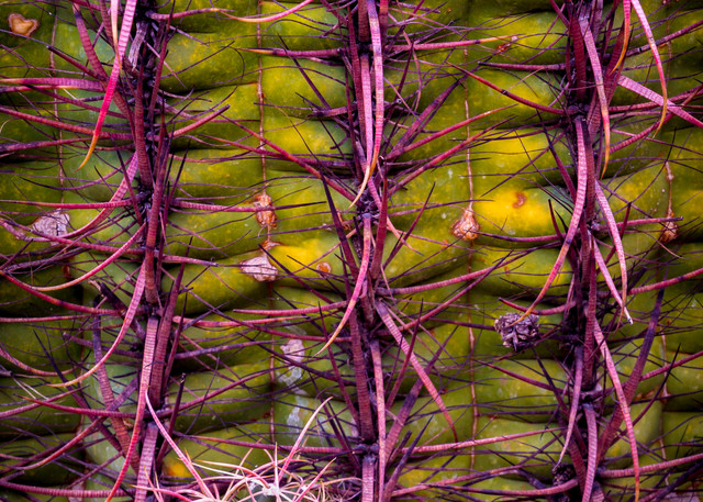 Barrel Cactus Abstract | Nature Photography | Thomas Watkins Fine Art Photography