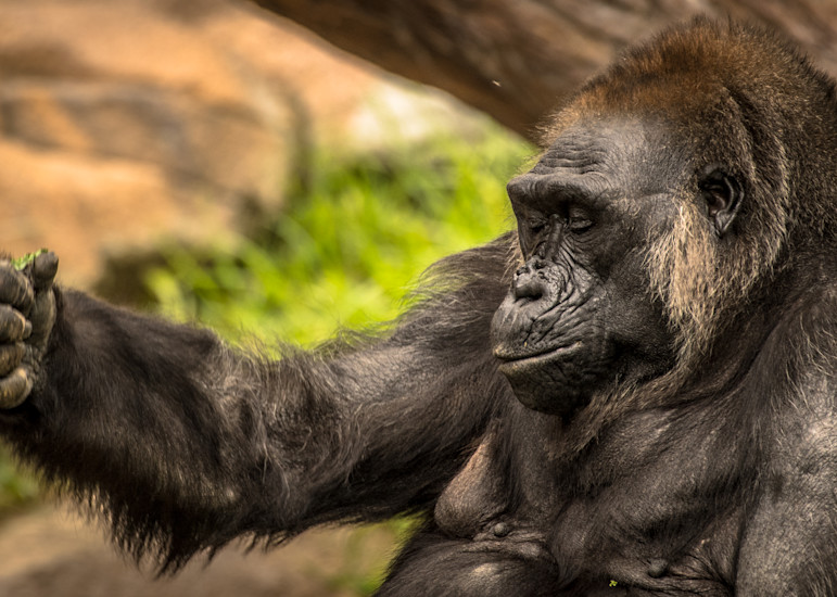 Quiet Please! Gorilla Sleeping Photography Art | Julian Starks Photography LLC.