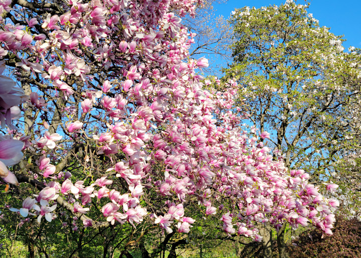 Magnolia Blossoms In Central Park2 Art | Jude Barton Fine Art