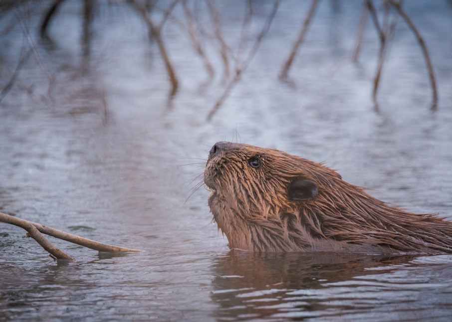 Beaver, Busy Photography Art | Monteux Gallery