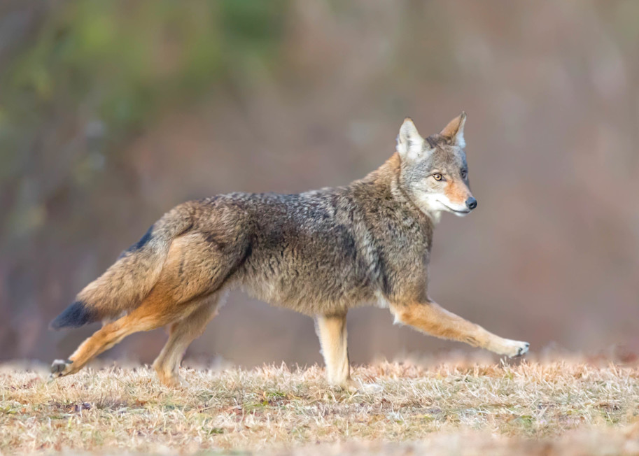 Coyote On The Run Art | Sarah E. Devlin Photography