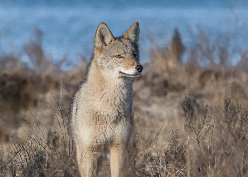 Coyote On The Lookout Art | Sarah E. Devlin Photography