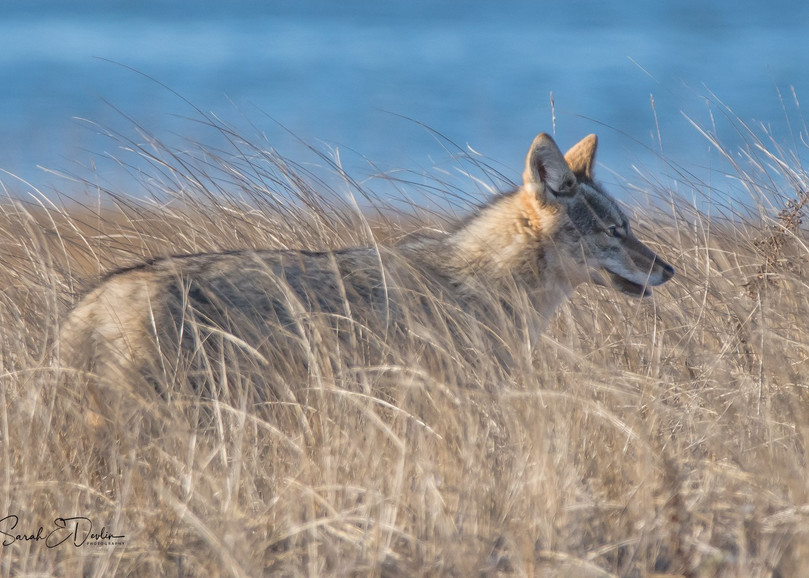 Coyote In The Dunes Art | Sarah E. Devlin Photography
