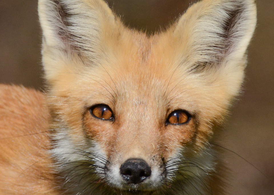 Fox Portrait Art | Sarah E. Devlin Photography