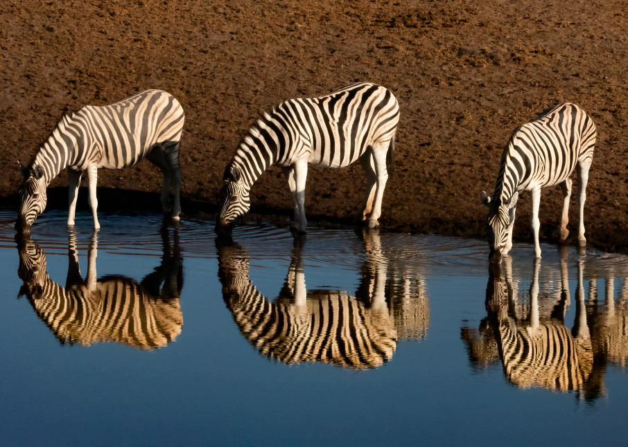 Zebra Mirror Photography Art | nancyney