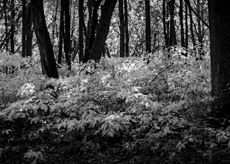 Forest Floor Cover Photography Art | Ursula Hoppe Photography
