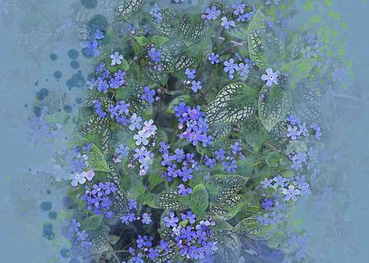 Peter's Forget Me Nots  Art | Art from the Soul