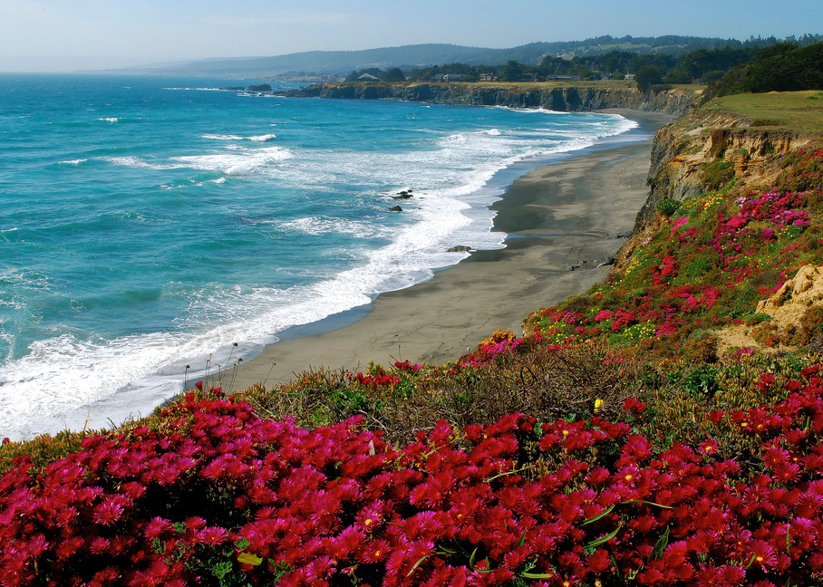 Landscape Prints: California Ocean Bluff and Flowers/Jim Grossman Photos