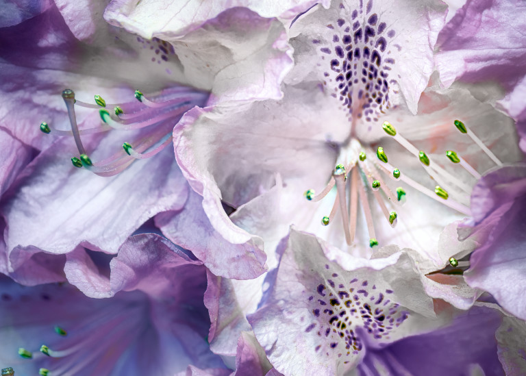 Purple Hydrangeas Art | KJ's Studio
