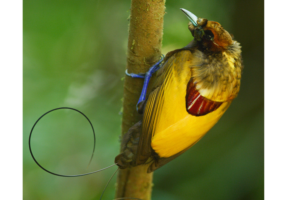 Magnificent bird-of-paradise showing off his yellow back.