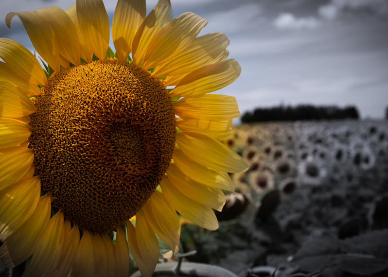 Sunflower Photography Art | Ursula Hoppe Photography