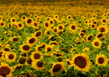 Sunflowers Photography Art | Ursula Hoppe Photography