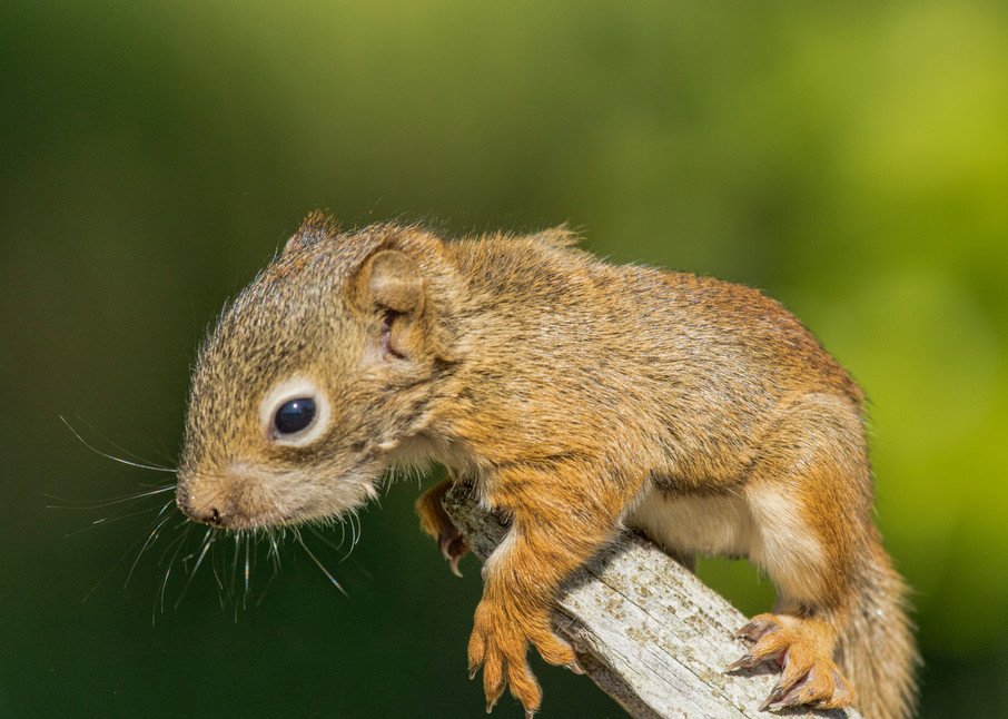 Baby Squirrel climbing a tree brach | Nicki Geigert Photography
