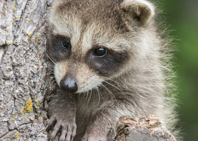 Adorable baby Raccoon in a tree | Nicki Geigert