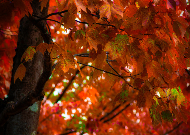 Autumn Leaves Photography Art | Kathleen Messmer Photography