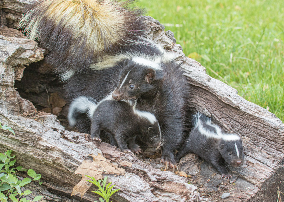 Mommy and baby skunks venture into the wild | Nicki Geigert